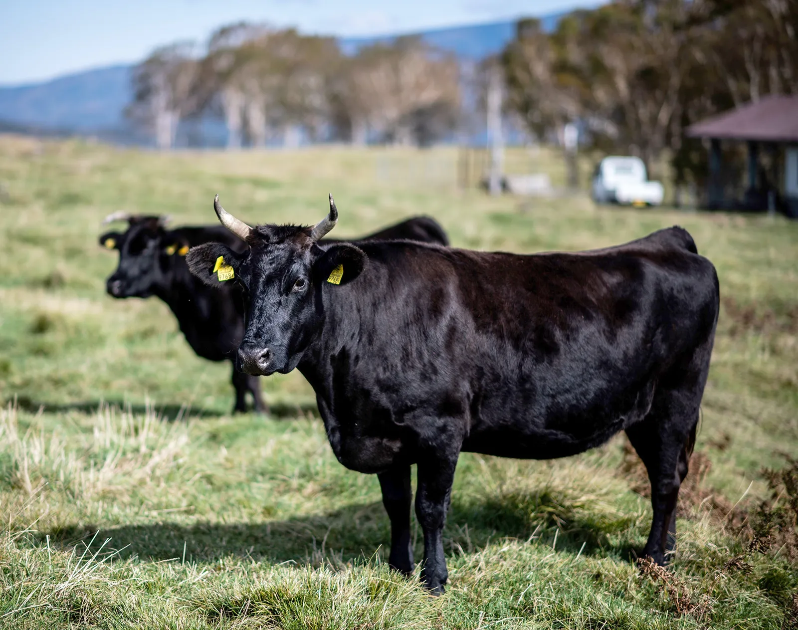 wagyu cattle grazing takayama japan october 13 2018