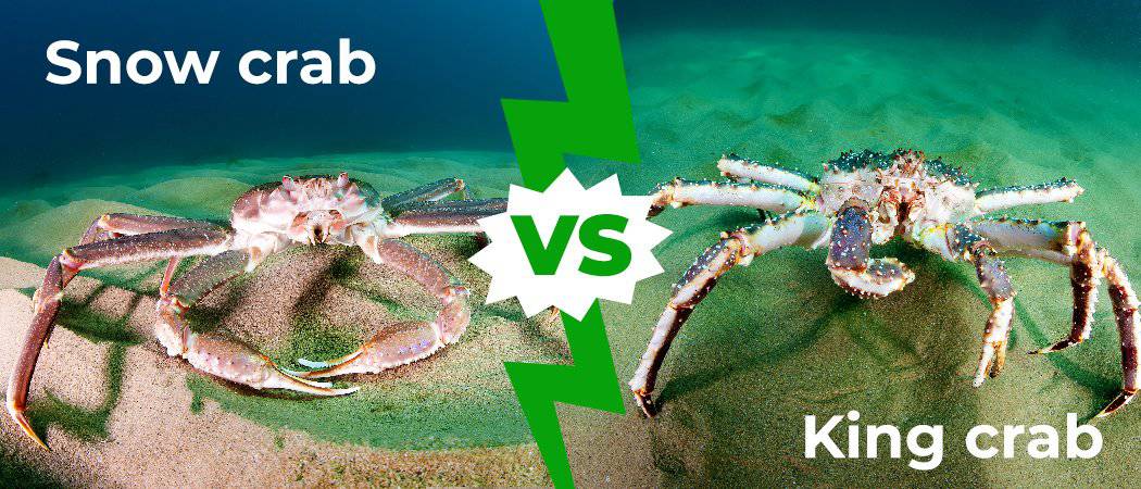 king crab vs snow crab