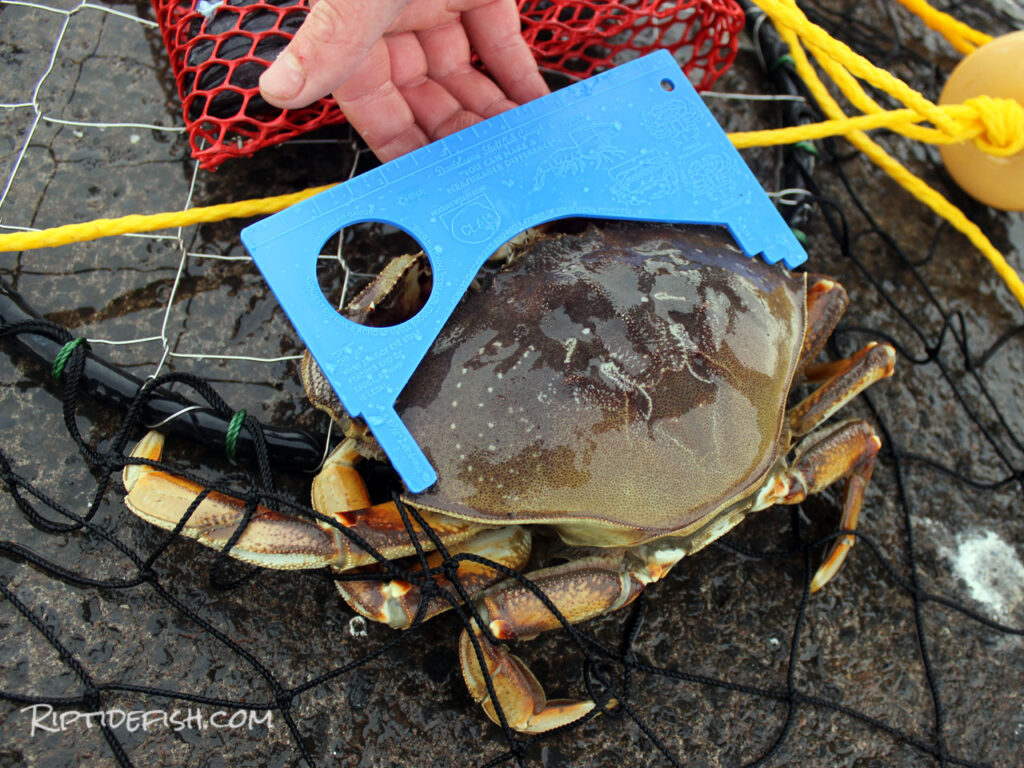 dungeness crabbing 12