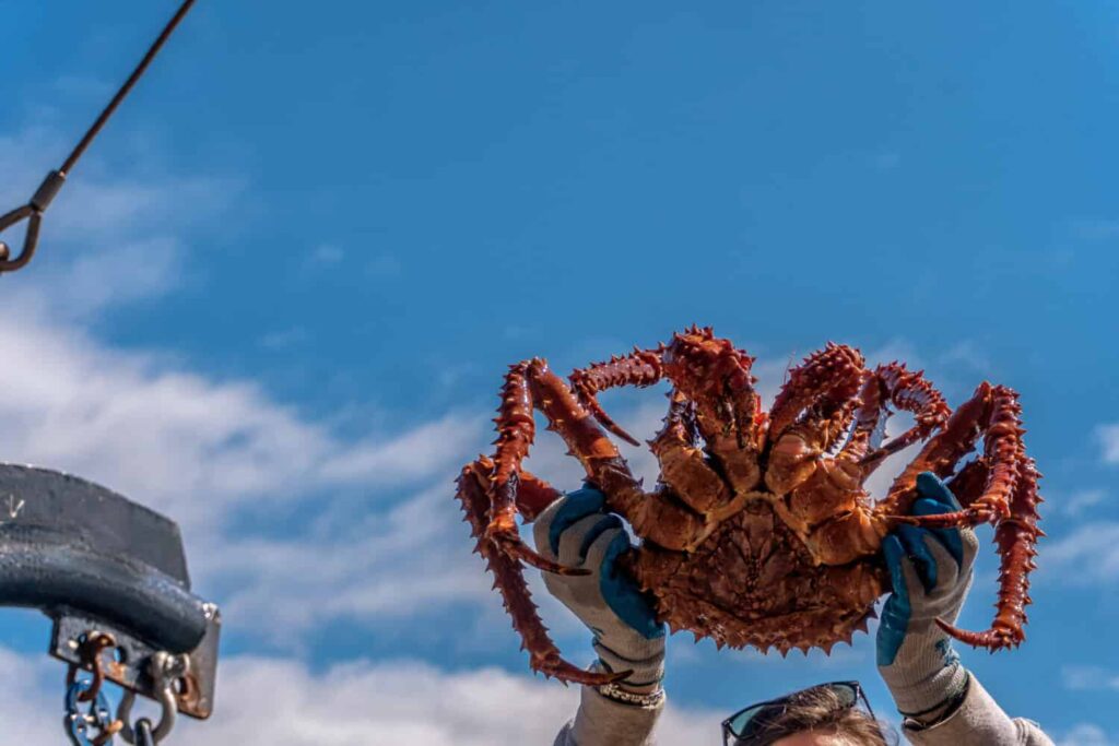 alaskan king crab season