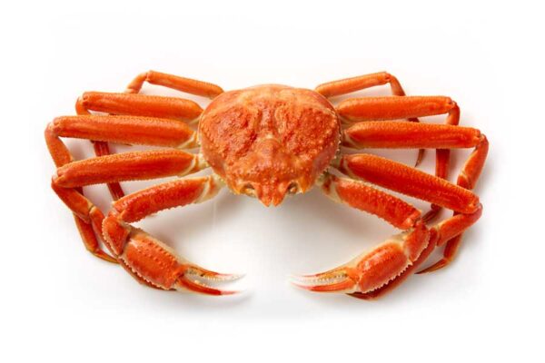 what is snow crab