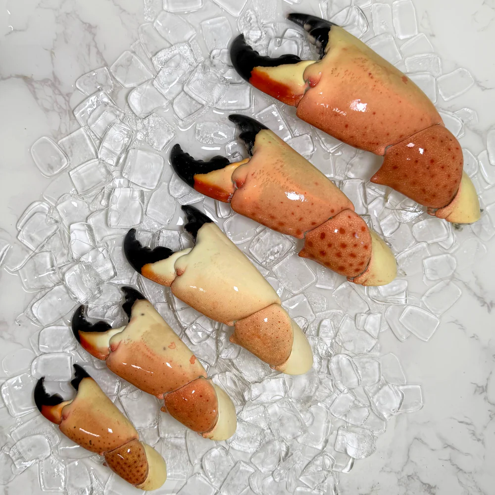 Jumbo Florida Stone Crab Claws