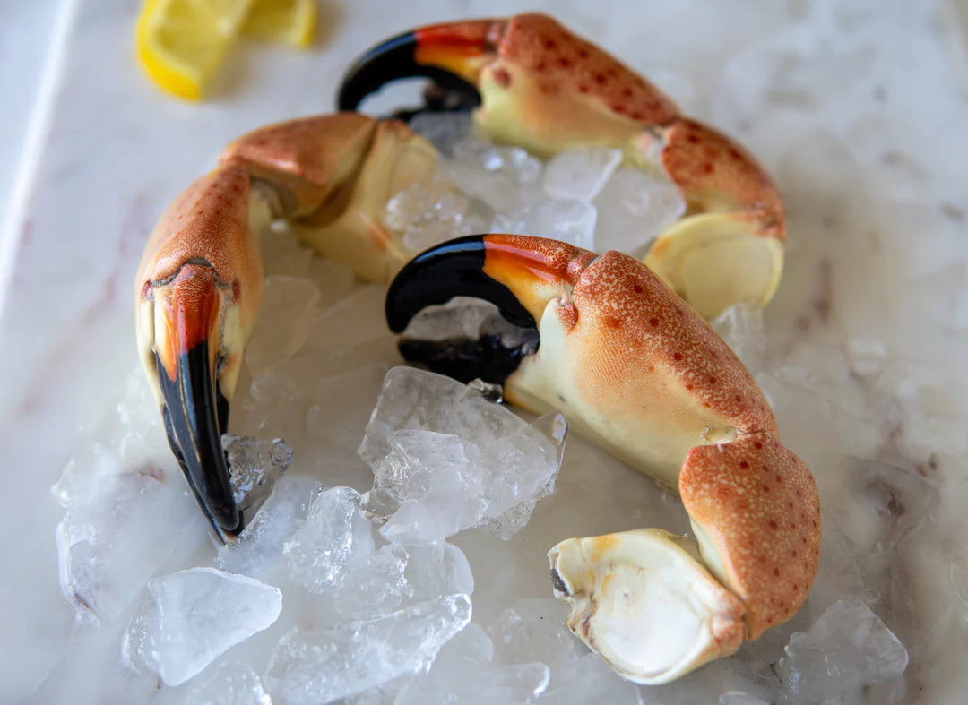 florida stone crab claws