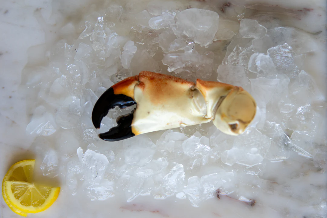 florida stone crab claws