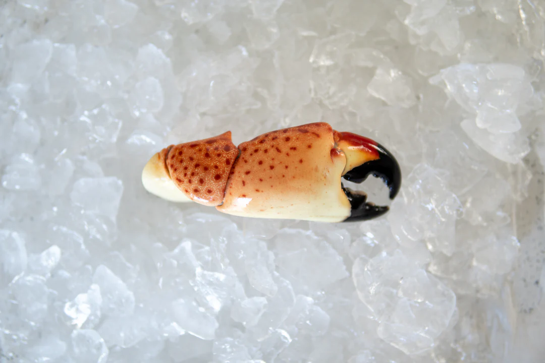 florida stone crab claws