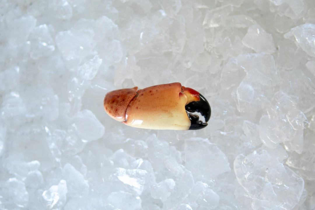 stone crab claws near me
