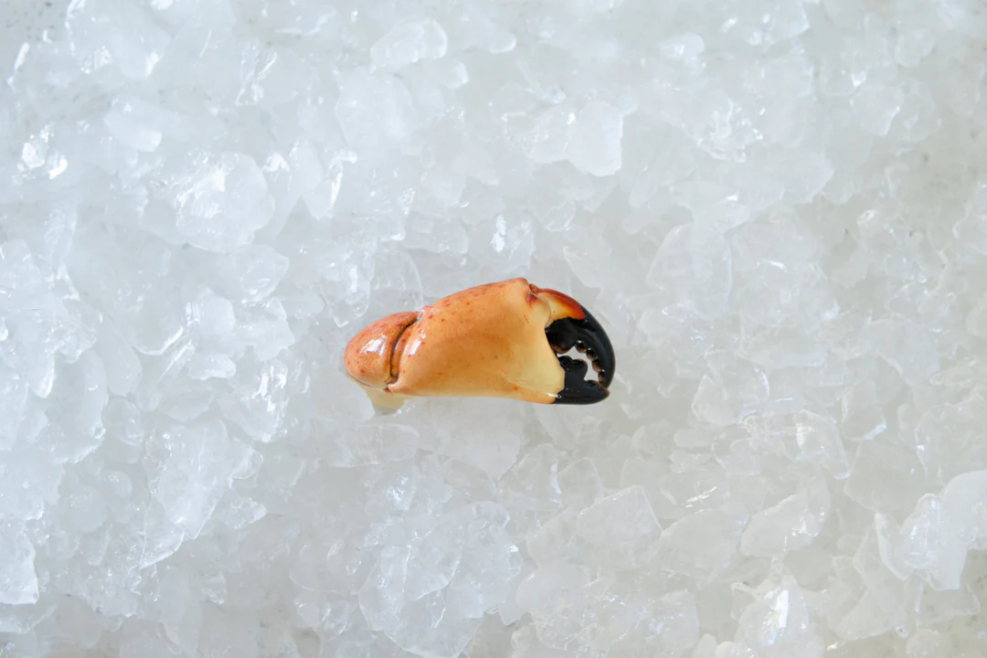 stone crab claw